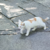 comment-small-img
