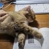 comment-small-img