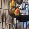 comment-small-img