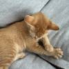 comment-small-img