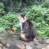 comment-small-img