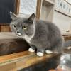 comment-small-img