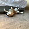 comment-small-img