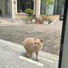 comment-small-img