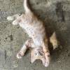 comment-small-img