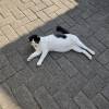 comment-small-img