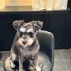 comment-small-img