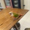comment-small-img