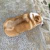 comment-small-img