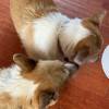 comment-small-img