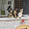 comment-small-img
