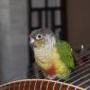 comment-small-img