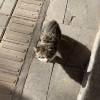 comment-small-img