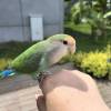 comment-small-img