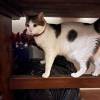 comment-small-img