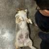 comment-small-img