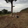 comment-small-img