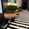 comment-small-img