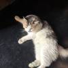 comment-small-img