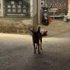 comment-small-img