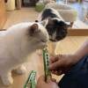 comment-small-img