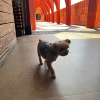 comment-small-img