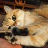comment-small-img