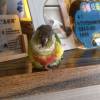 comment-small-img