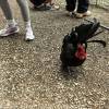 comment-small-img