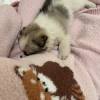 comment-small-img