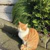 comment-small-img