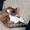 comment-small-img