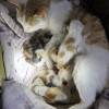 comment-small-img