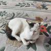 comment-small-img