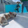 comment-small-img
