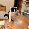 comment-small-img
