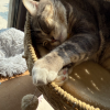 comment-small-img