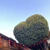 comment-small-img