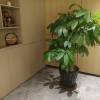 comment-small-img