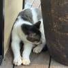 comment-small-img