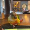 comment-small-img