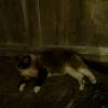 comment-small-img