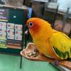 comment-small-img