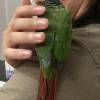 comment-small-img