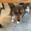 comment-small-img