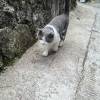 comment-small-img