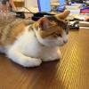 comment-small-img