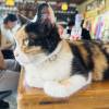 comment-small-img