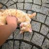 comment-small-img