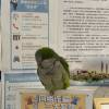 comment-small-img